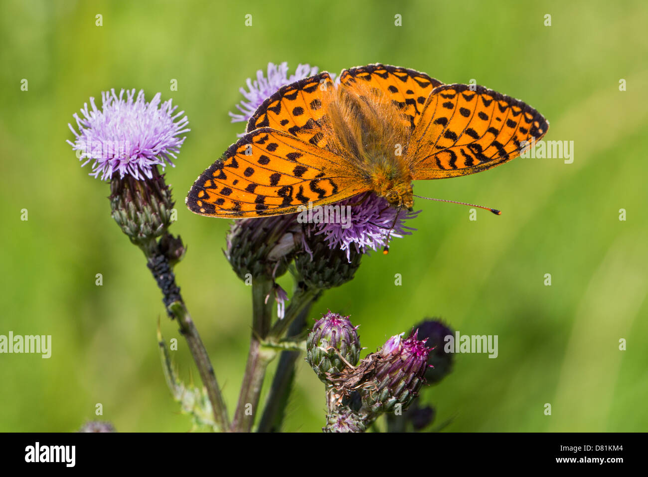 Dunkel grün Fritillary, Argynnis Aglaja, Nectaring auf schleichende Distel, Cirsium arvense Stockfoto