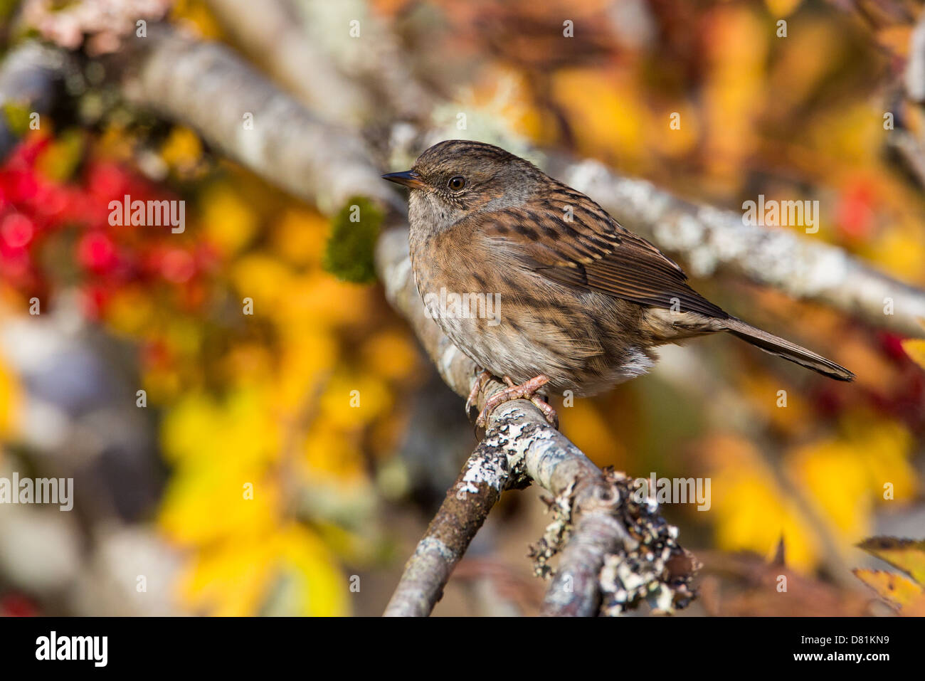 Hecke beobachtet, Prunella Modularis, Stockfoto