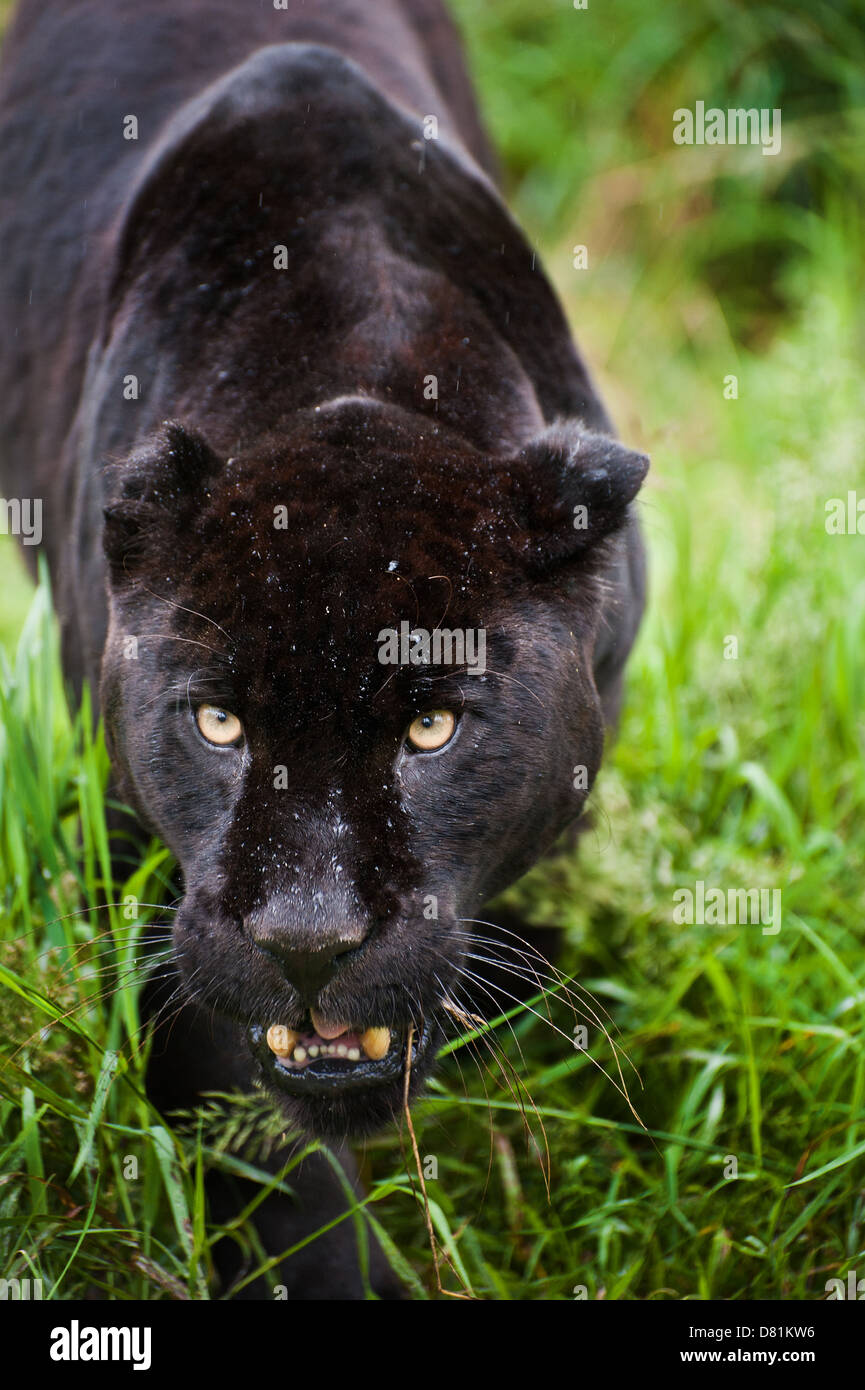 Schwarzer Jaguar Panthera Onca schlich durch lange in Gefangenschaft Stockfoto