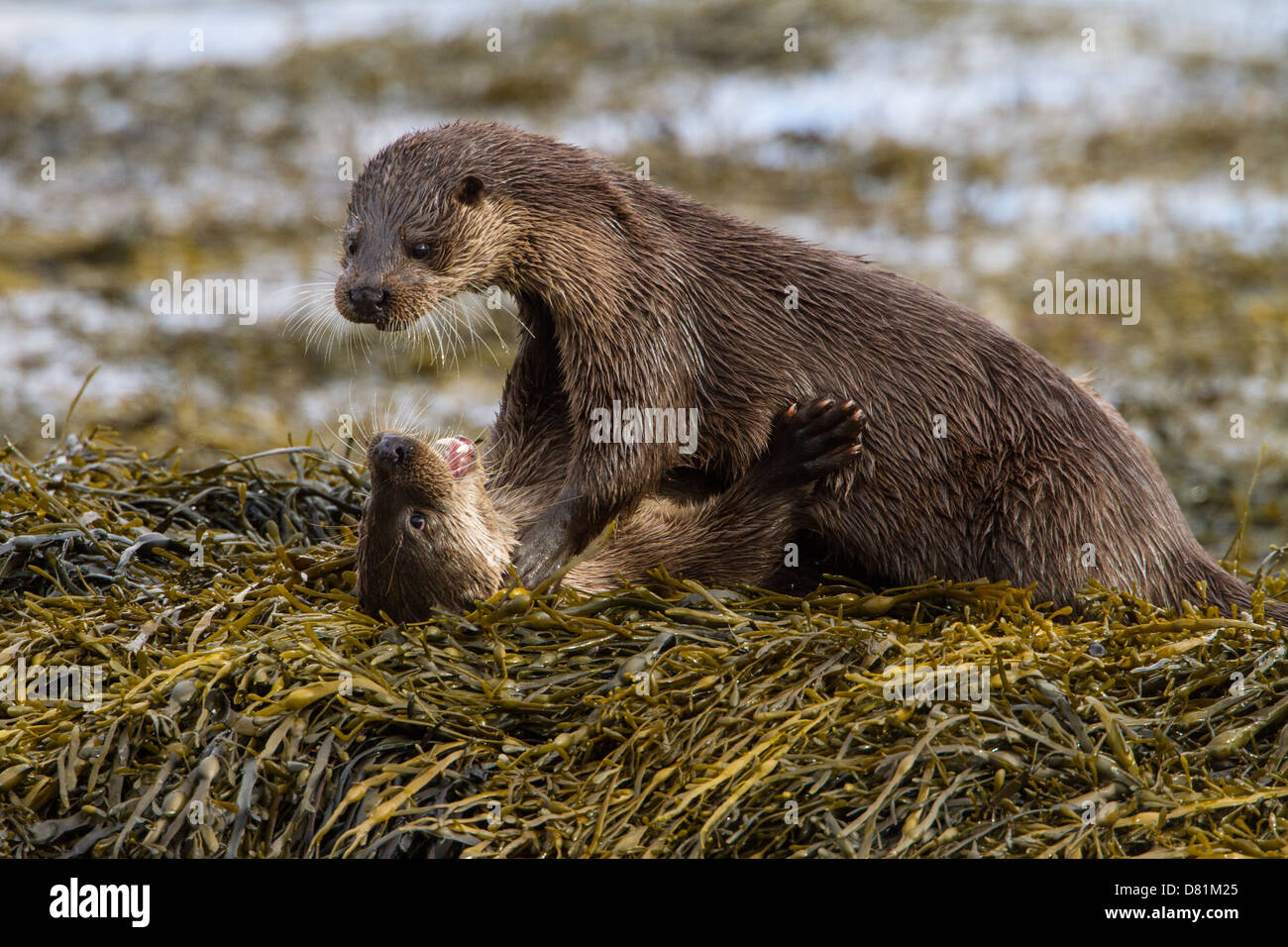 Otter, Lutra Lutra, weibliche & große Cub spielen kämpfen Stockfoto