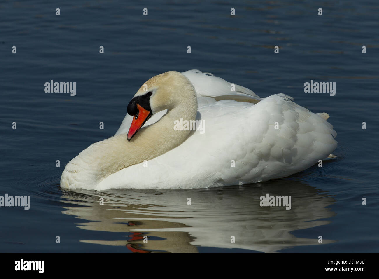 Höckerschwan anmutig entlang schwimmen. Stockfoto