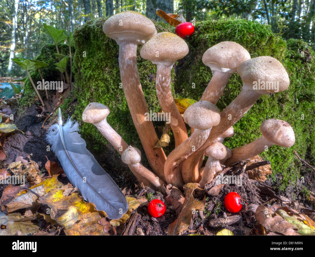 Italien-Apulien-Gargano-Nationalpark Foresta Umbra Nature Reserve - Buche Wald im Herbst Pilze: Armillaria sp Stockfoto