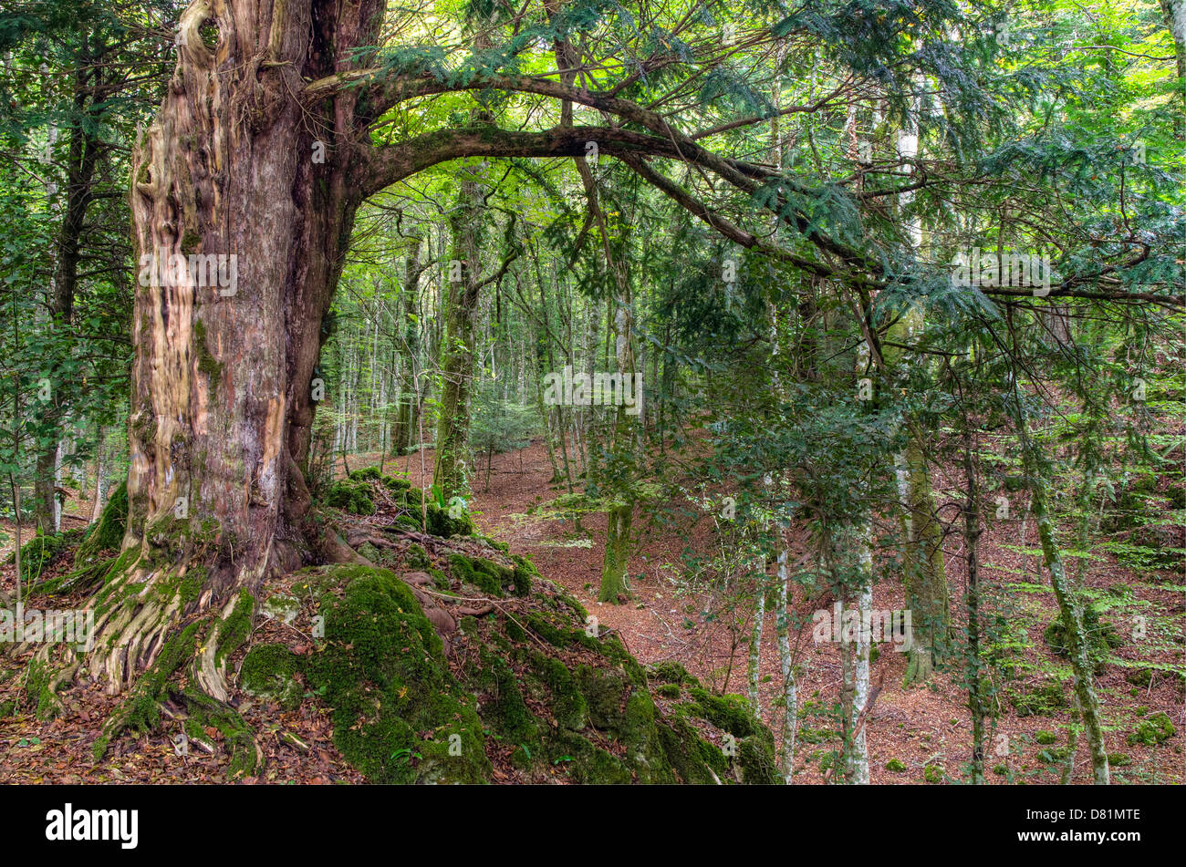 Italien-Apulien-Gargano-Nationalpark Foresta Umbra Nature Reserve - Buche Wald Eibe (Taxus baccata Stockfoto