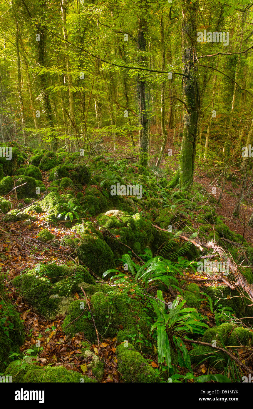 Italien-Apulien-Gargano-Nationalpark Foresta Umbra Nature Reserve - Wald Buche (Fagus Sylvatica Farne (Unterholz Stockfoto