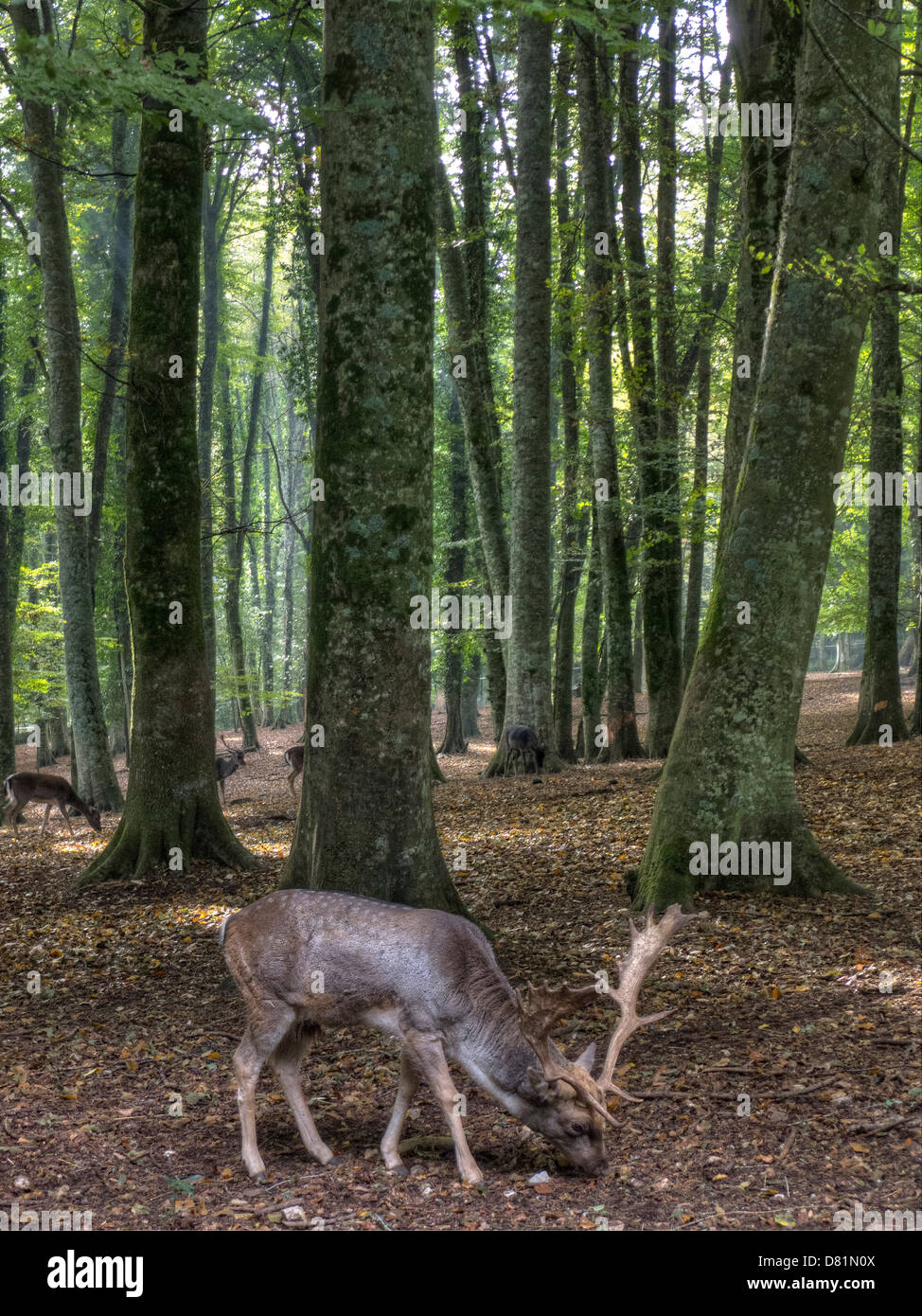 Italien-Apulien-Gargano-Nationalpark Foresta Umbra Nature Reserve - Buche Wald Damhirsch Stockfoto