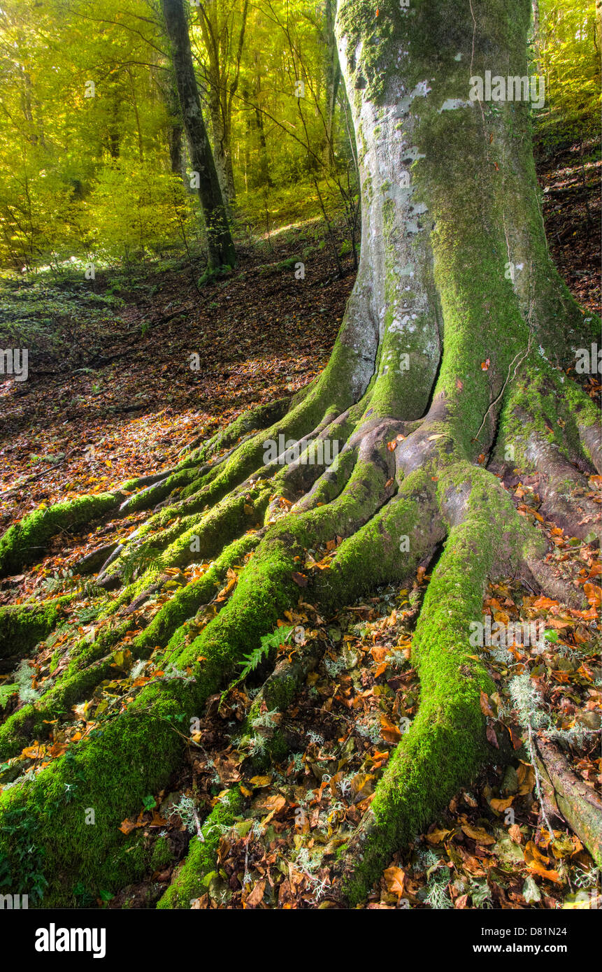 Italien-Apulien-Gargano-Nationalpark Foresta Umbra Nature Reserve - Buche Wald Wurzeln Stockfoto