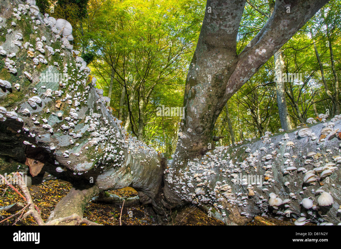Italien-Apulien-Gargano-Nationalpark Foresta Umbra Nature Reserve - Buche Wald Pilze Oudemansiella Mucida auf alten verfallenden log Stockfoto