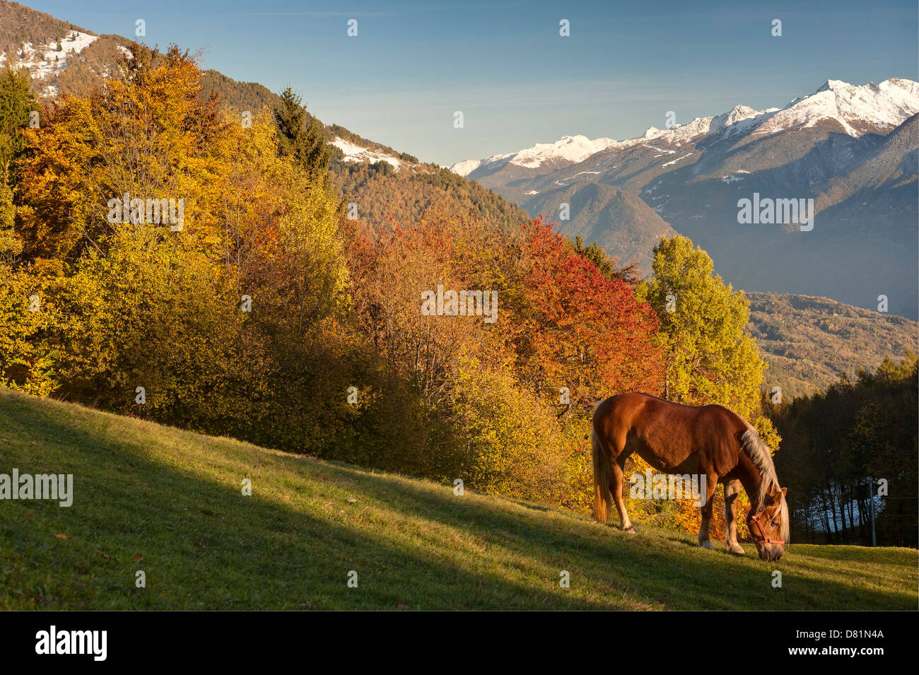 Italien Lombardei zentralen Alpen Pferd grasen Fontana Tal der Wald im Herbst bg: Orobie Voralpen Alpen Stockfoto