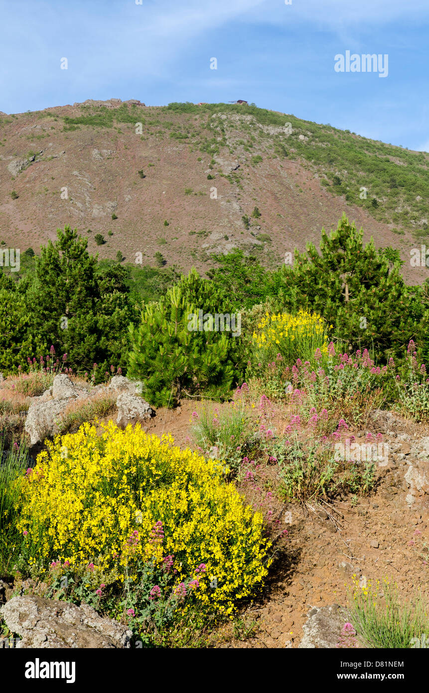 Italien Kampanien Vesuv Nationalpark Pinewood fg Red Valerian Centranthus Ruber spanische Ginster Spartium Junceum auf Lava Flechten Stockfoto