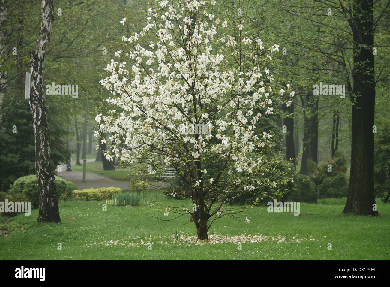 Blühende weiße Magnolienbaum im Park. Stockfoto