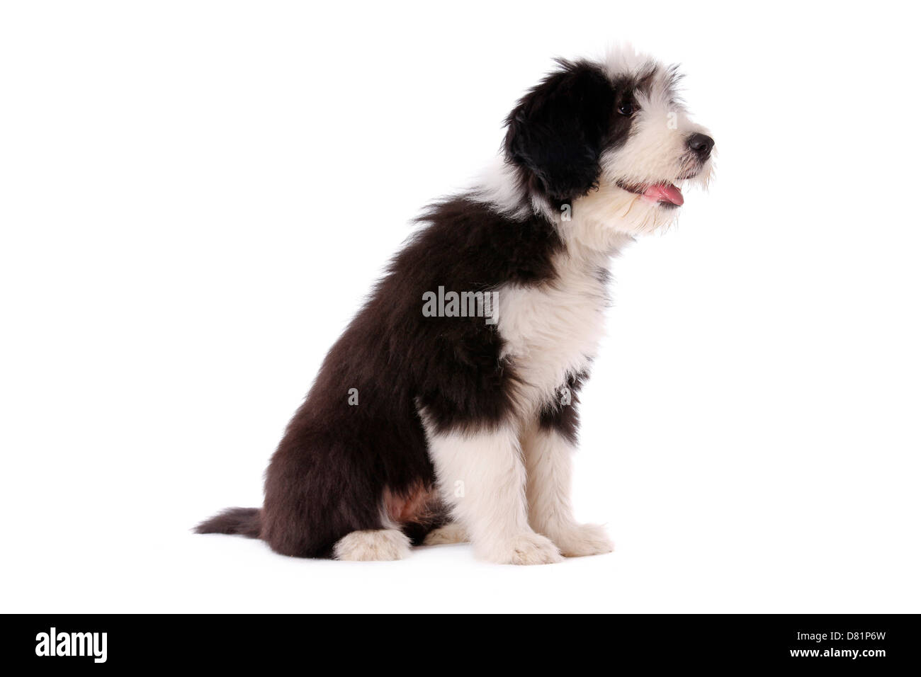 Bearded Collie Welpen Stockfoto