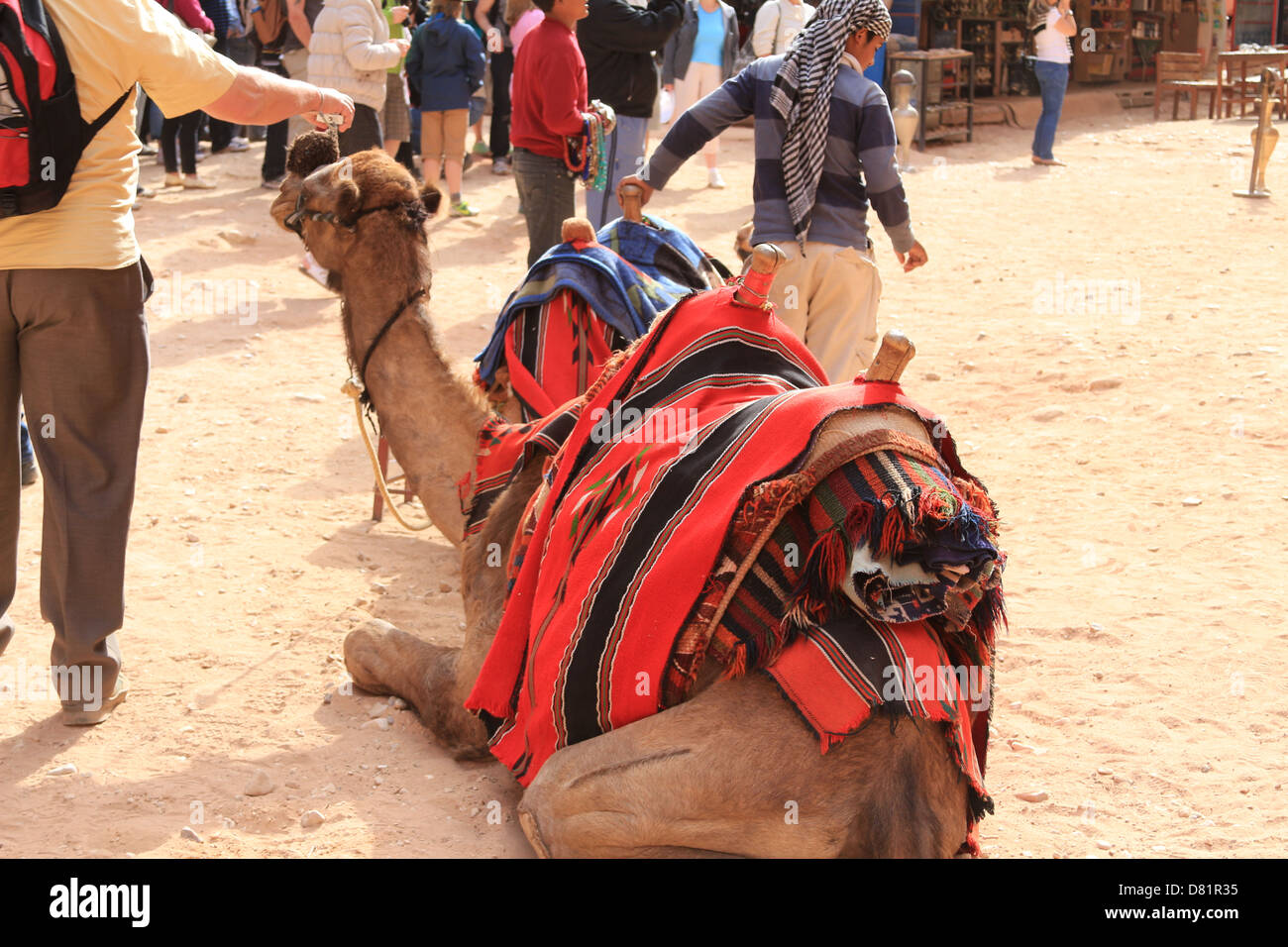 Kamele in Petra Jordan Stockfoto