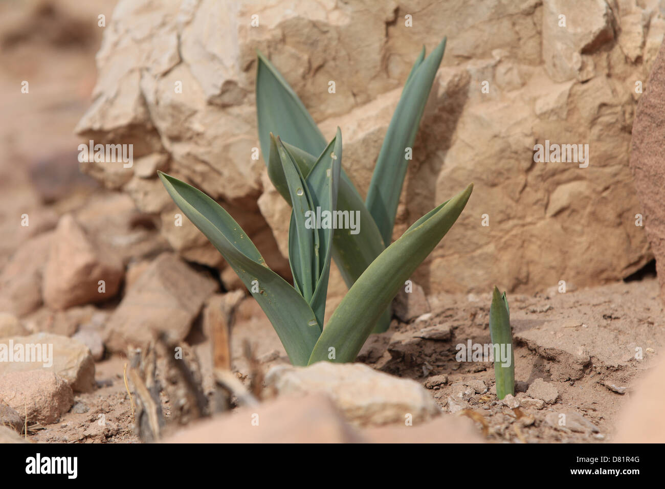 Eine blühende Pflanze in Petra Stockfoto