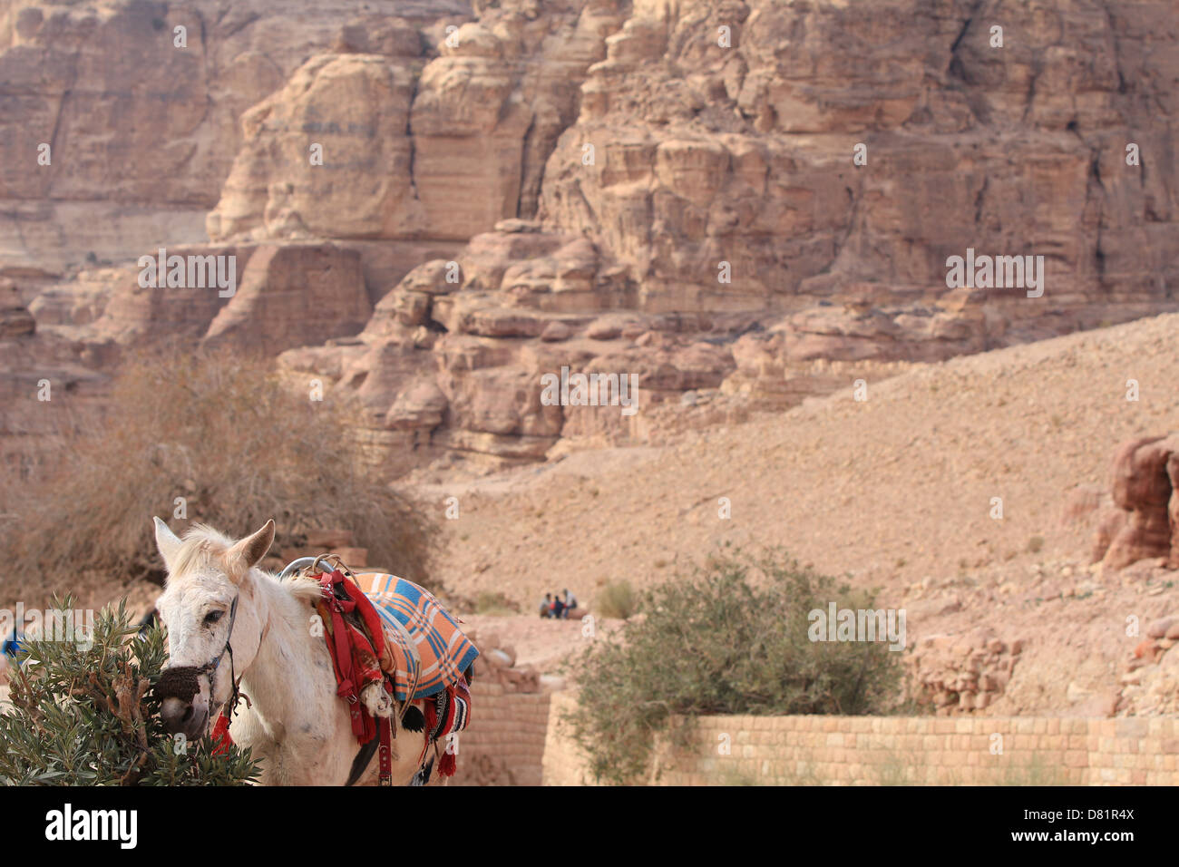 Ein Esel in die antike Stadt Petra in Jordanien Stockfoto