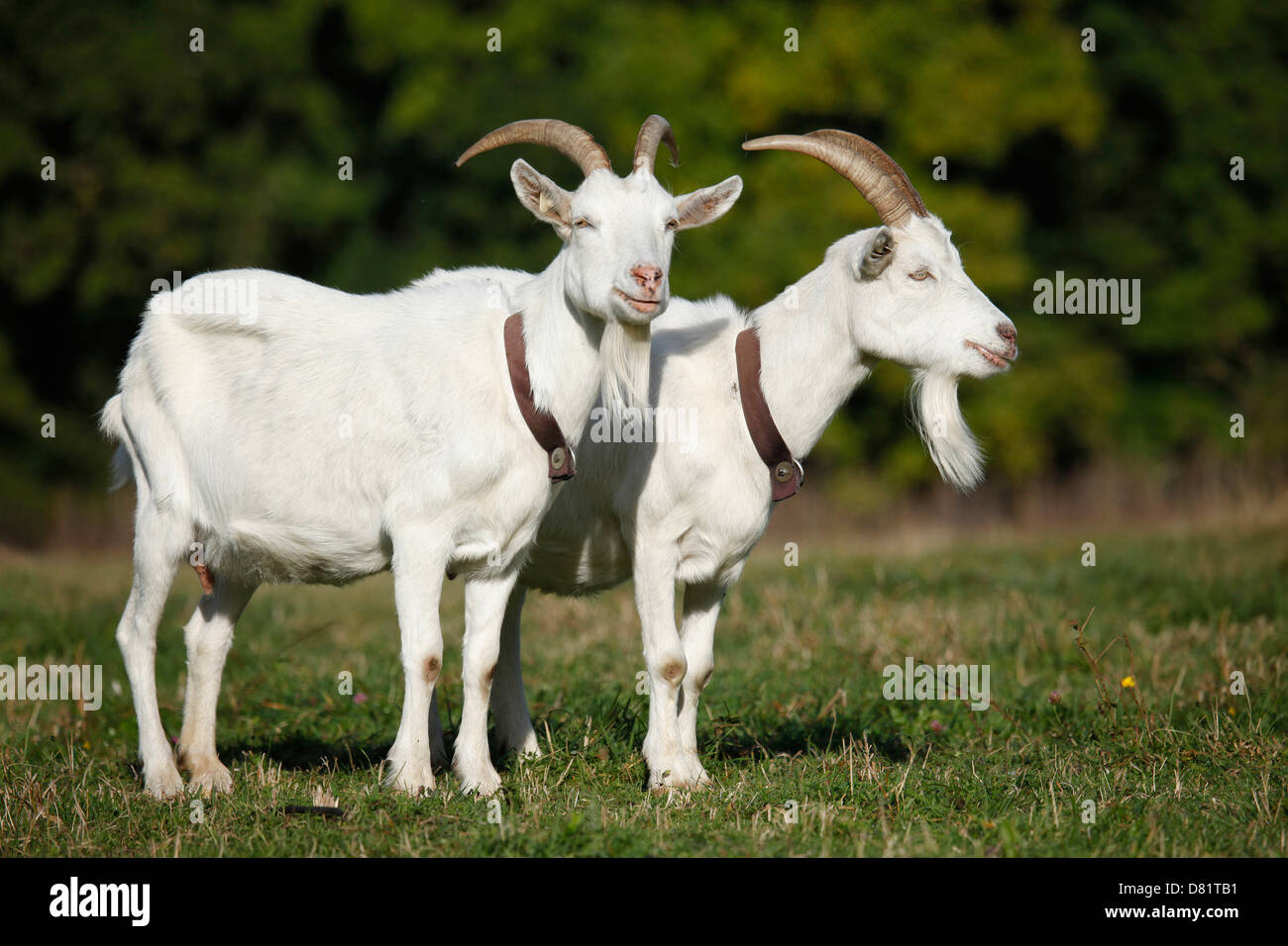 weiße deutsche Ziege Stockfoto