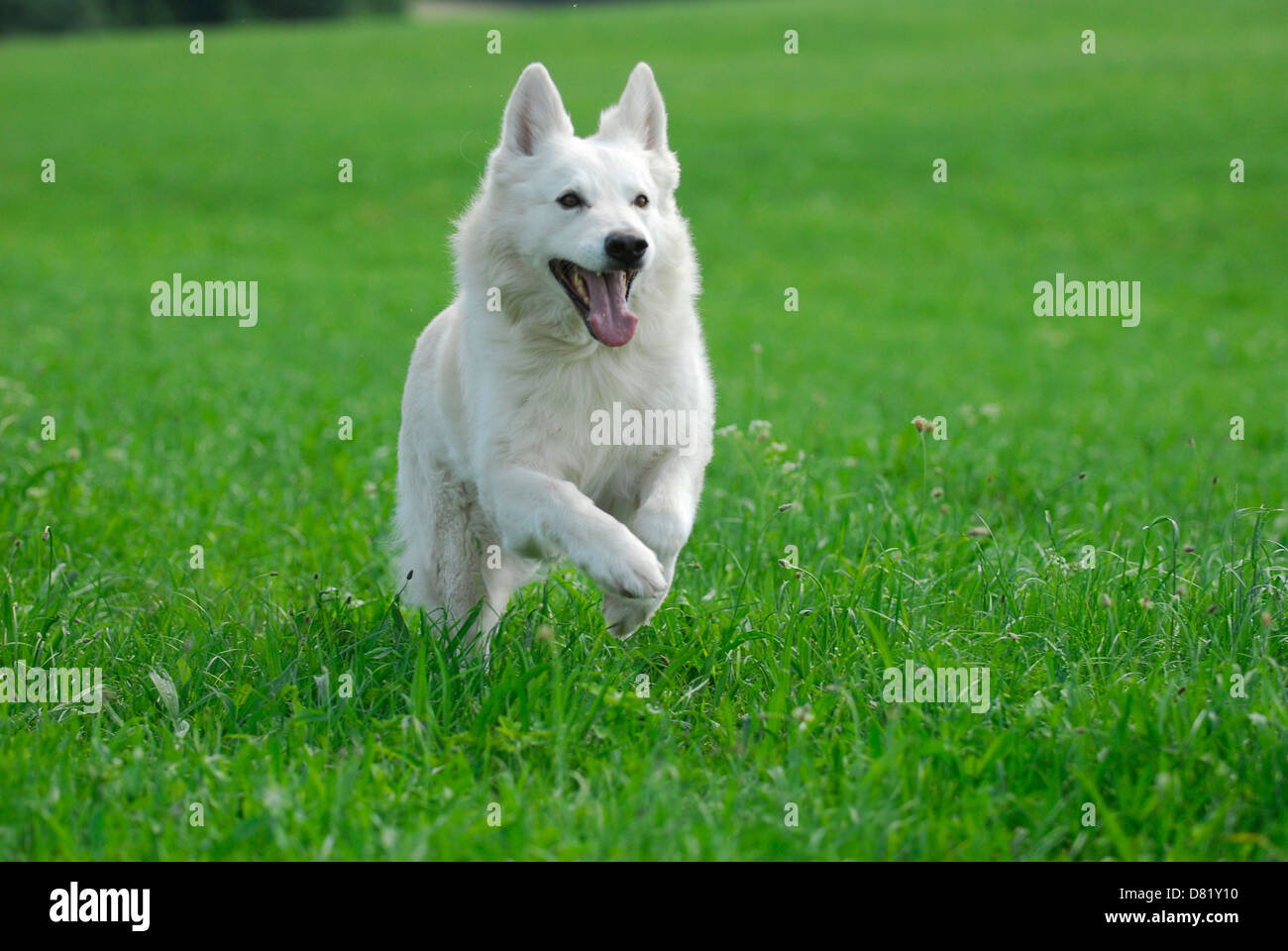 Weißer Schweizer Schäferhund Stockfoto