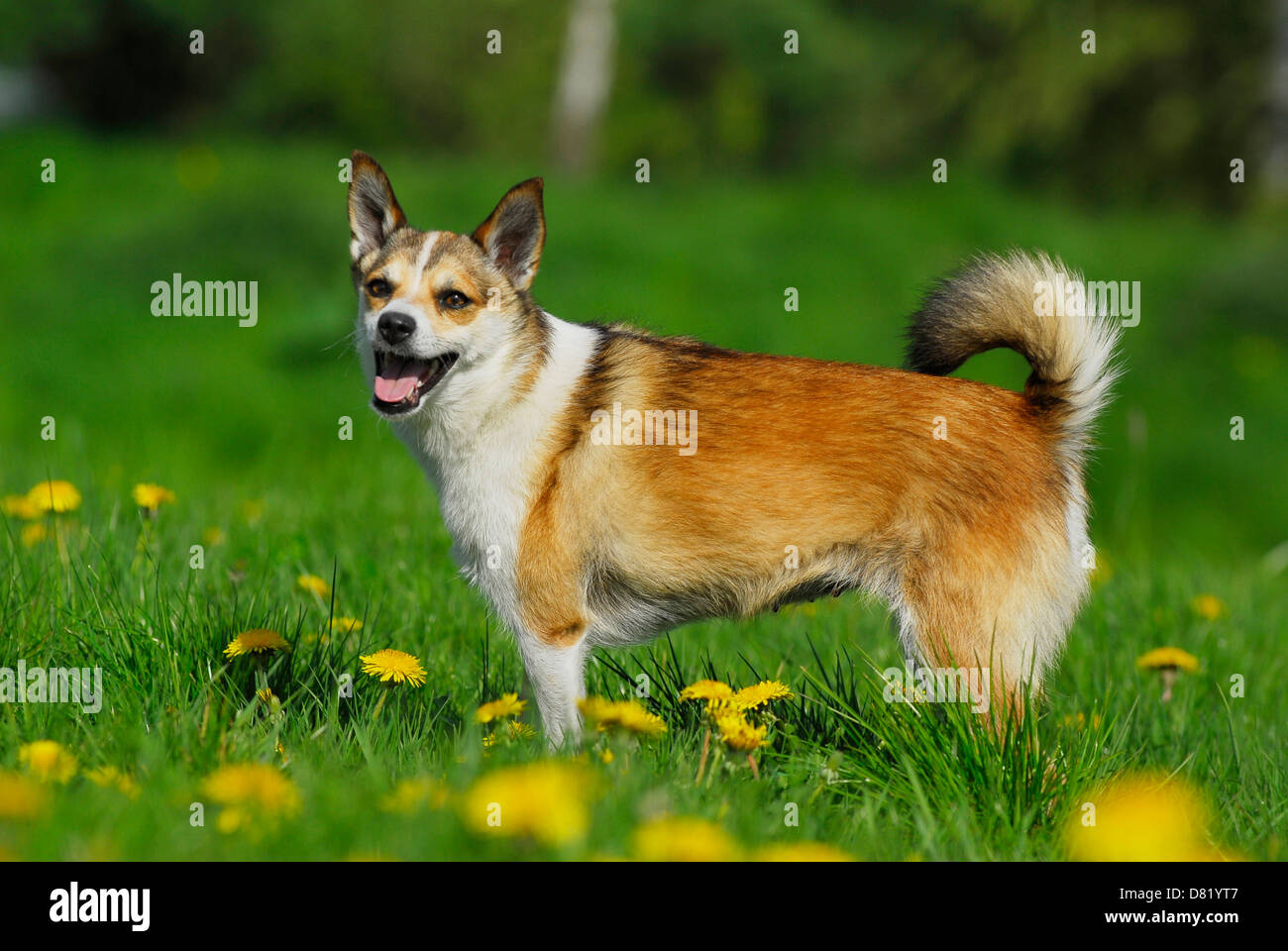 Norwegischer Lundehund Stockfoto