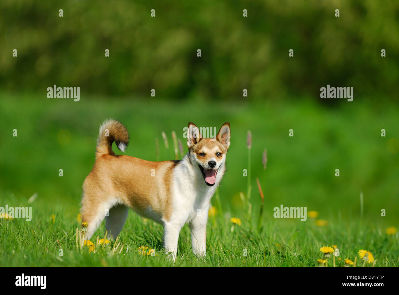 Norwegischer Lundehund Stockfoto
