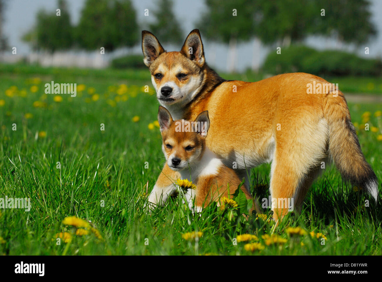 Norwegischer Lundehund Stockfoto