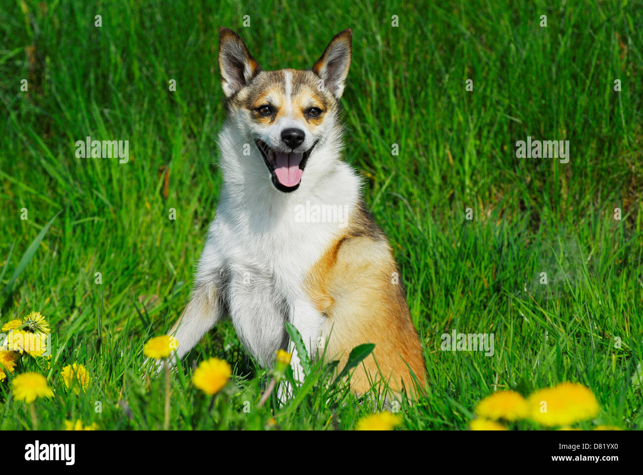 Norwegischer Lundehund Stockfoto
