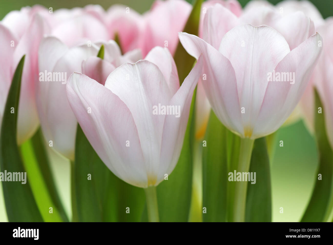 Nahaufnahme von blass rosa Tulpen Stockfoto