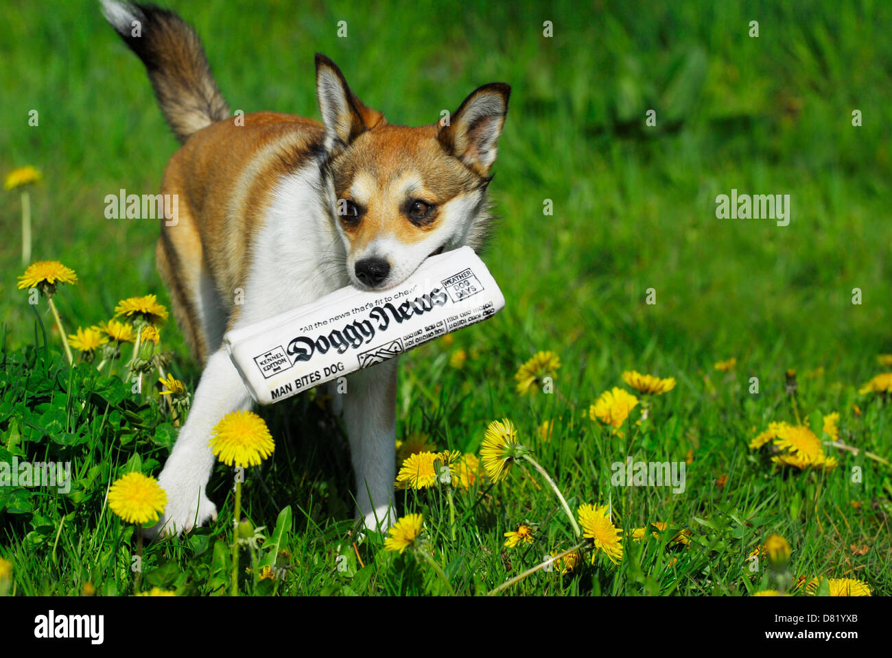 Norwegischer Lundehund Stockfoto