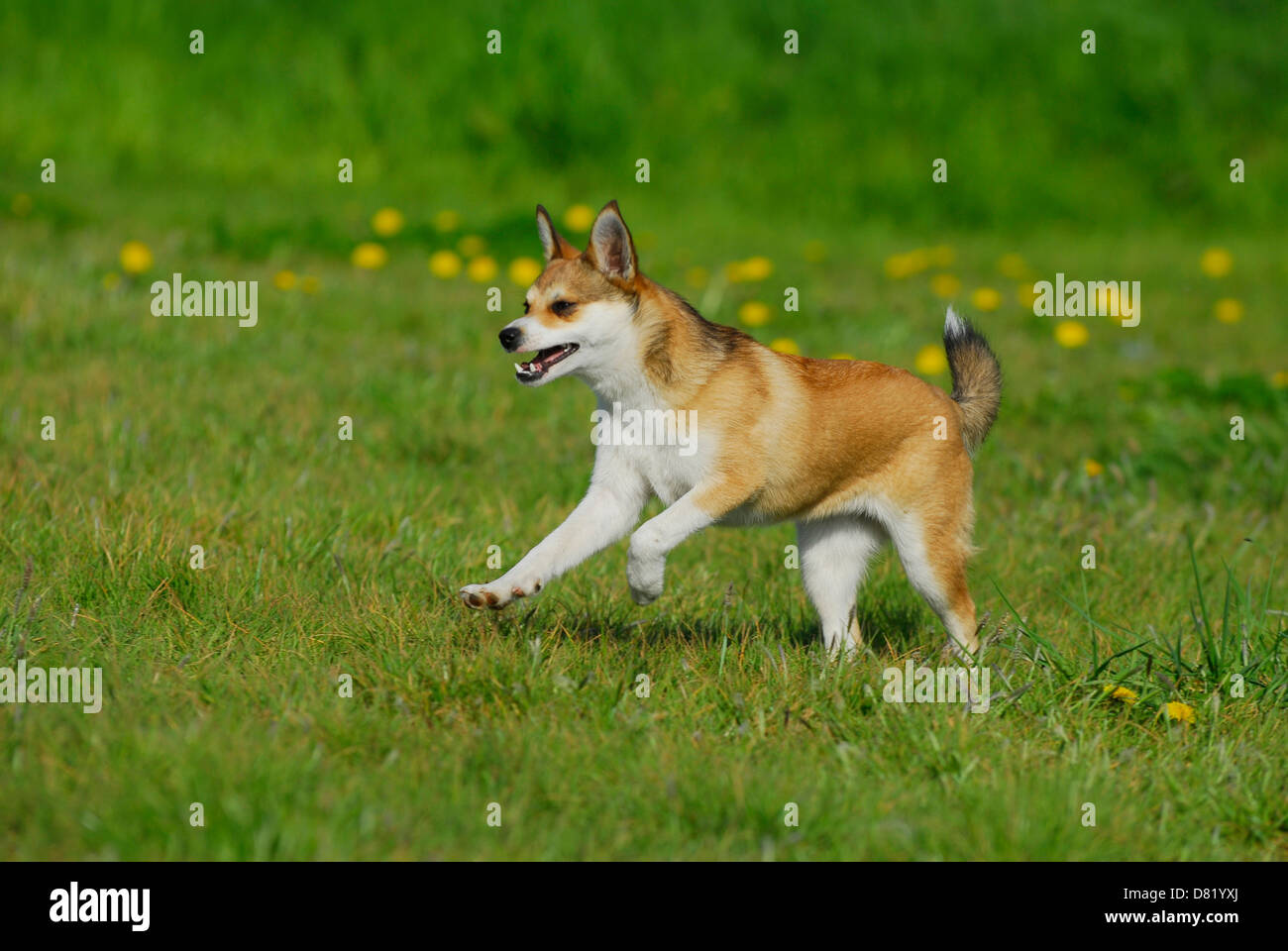 Norwegischer Lundehund ausgeführt Stockfoto