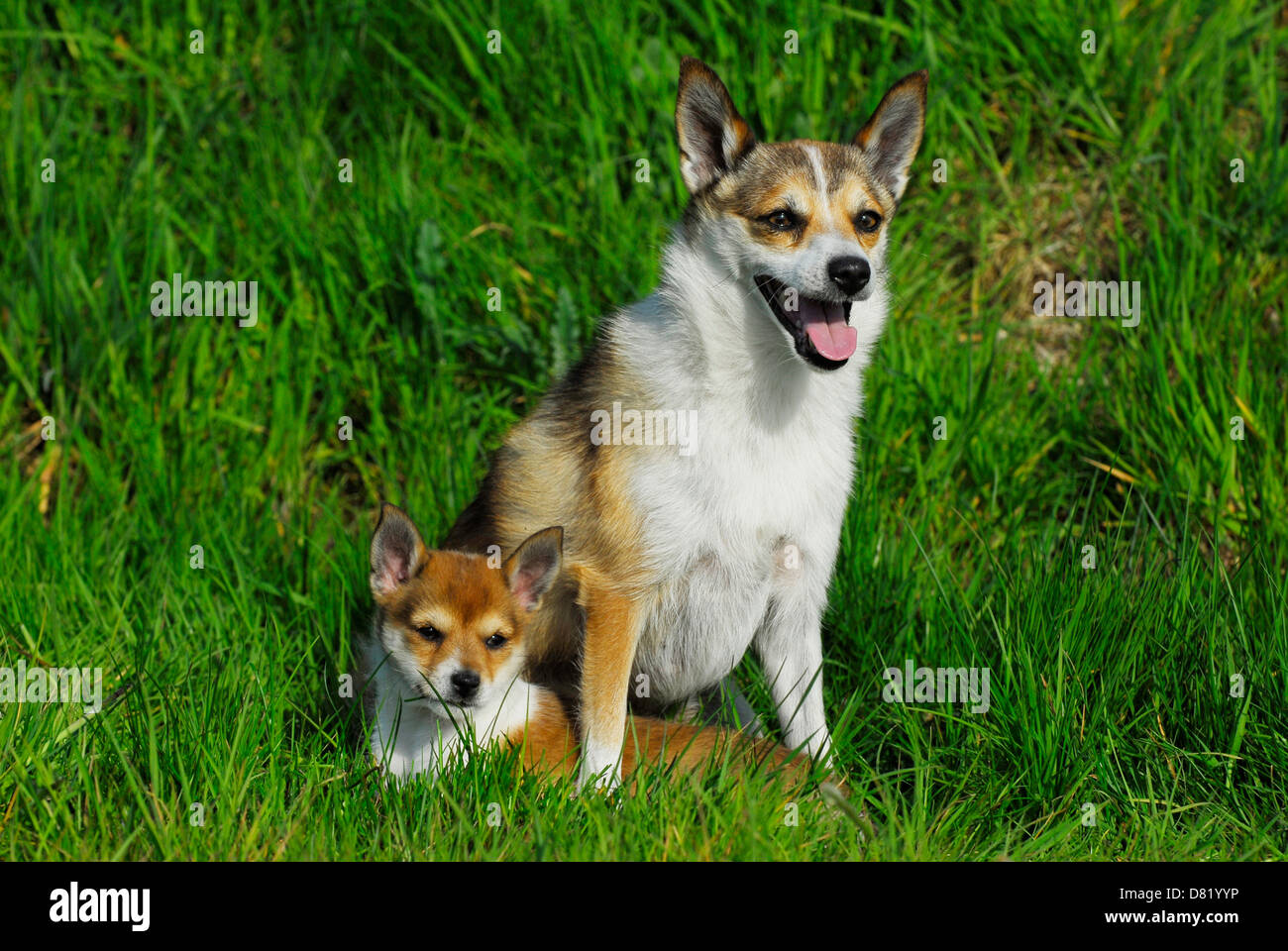Norwegischer Lundehund Stockfoto