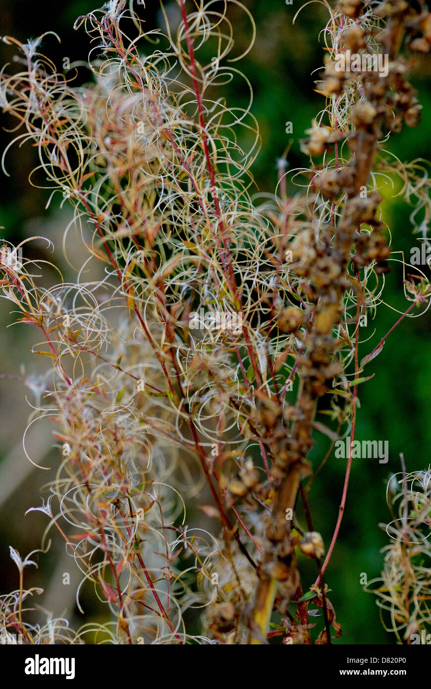 Die Toten Reste der Garten Unkraut Stockfoto