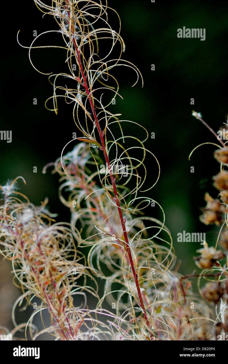 Die Toten Reste der Garten Unkraut Stockfoto