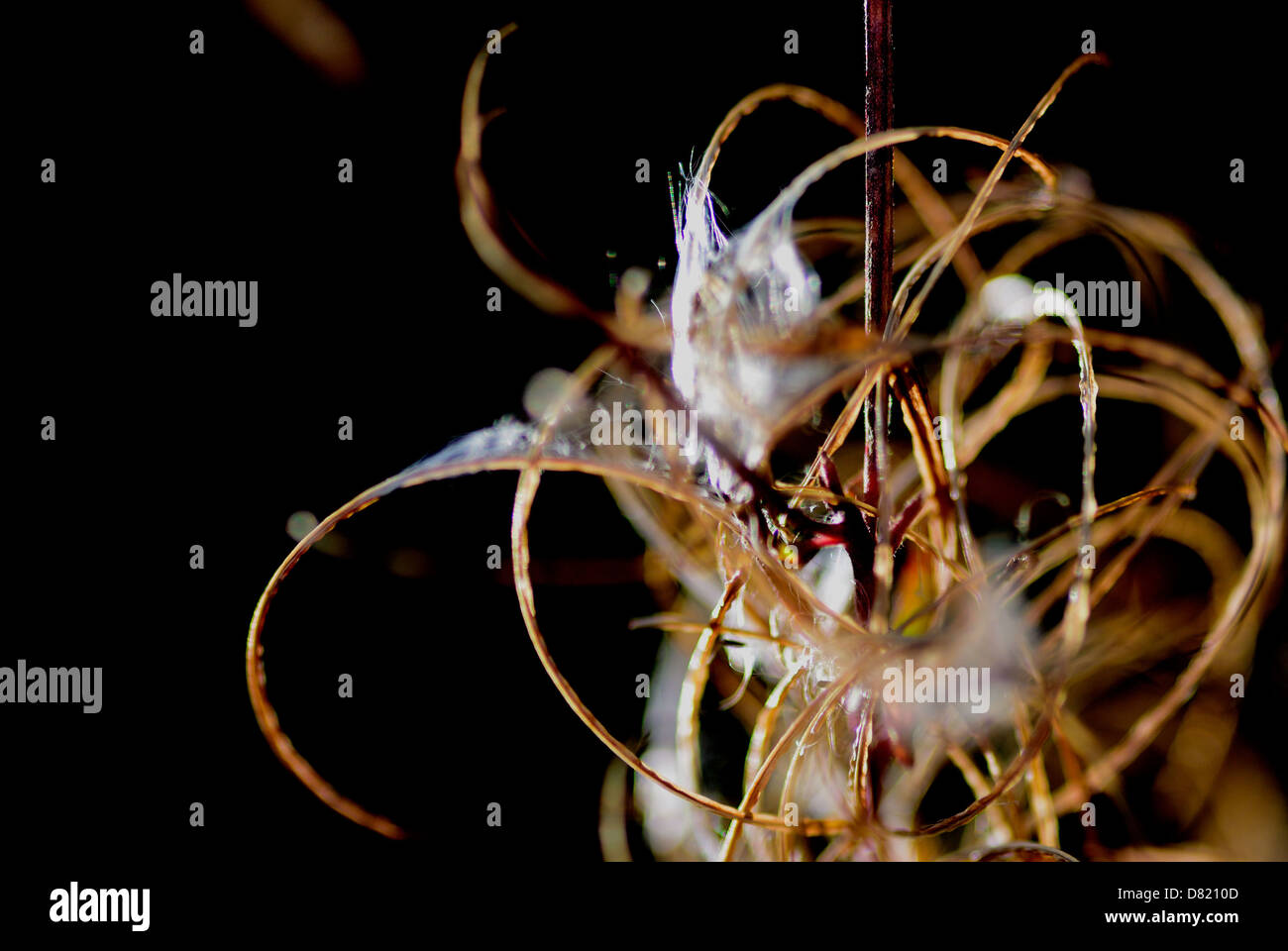 Die Toten Reste der Garten Unkraut Stockfoto