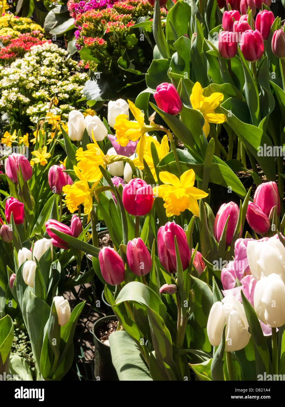 Blumen, Großhandel Blumengeschäft, Blume District NYC Stockfoto