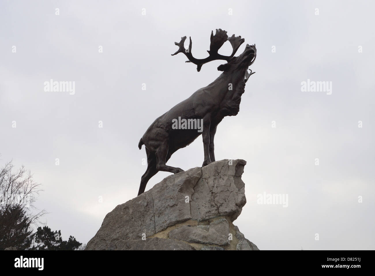 Nahaufnahme von Caribou, Neufundland Memorial Park Stockfoto