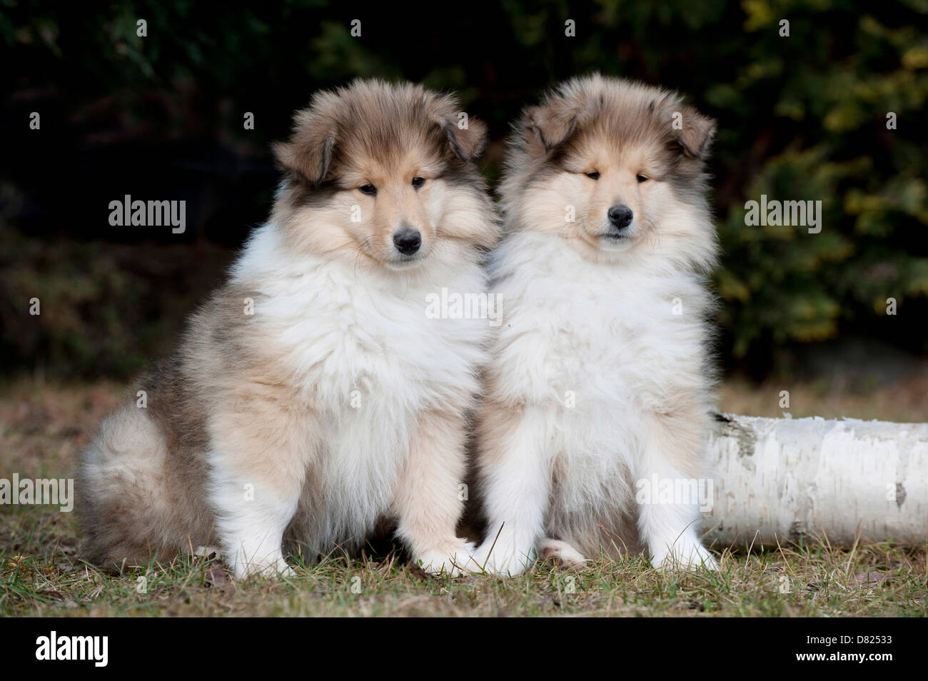 Langhaar-Collie-Welpen Stockfotografie - Alamy