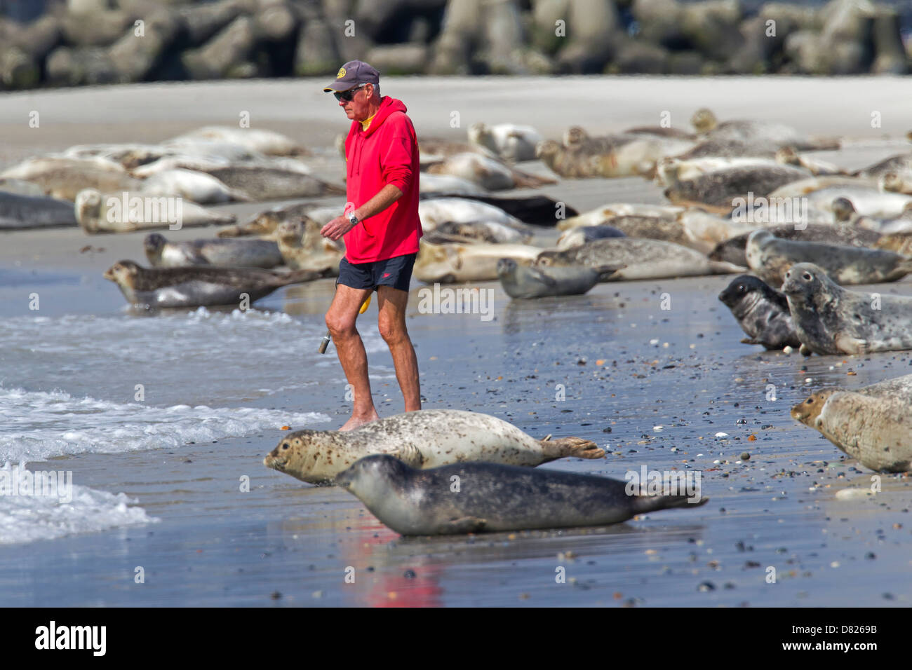 Mann zu Fuß unter Seehunde / Hafen Robbenkolonie (Phoca Vitulina) ruht auf Strand, Helgoland / Helgoland, Deutschland Stockfoto