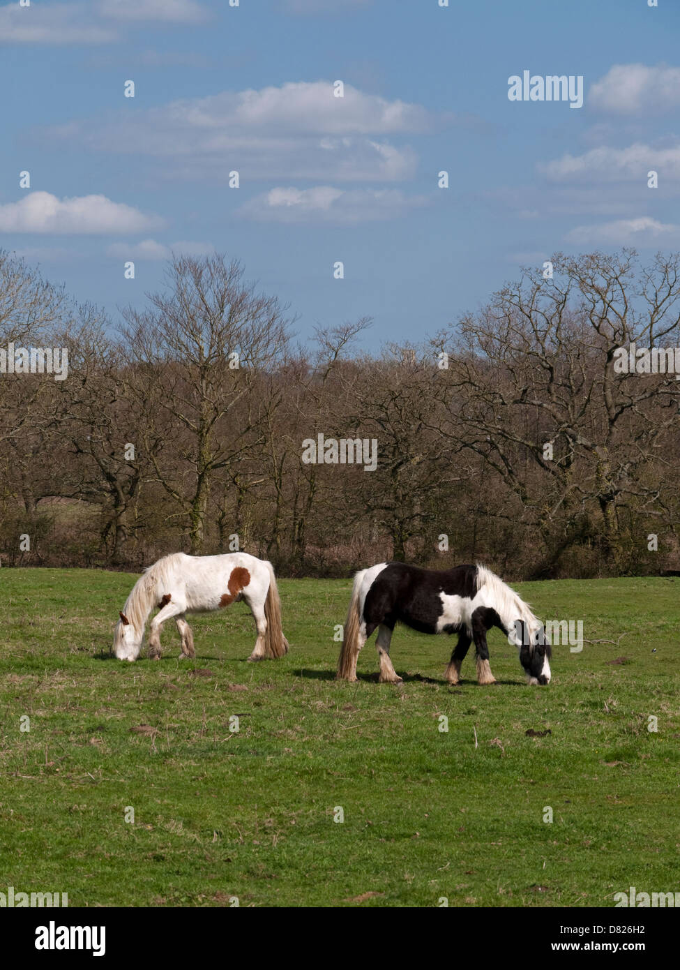 Pastorale Szene von zwei Pferde weiden, Rücken an Rücken, Reepham, Norfolk, England Stockfoto