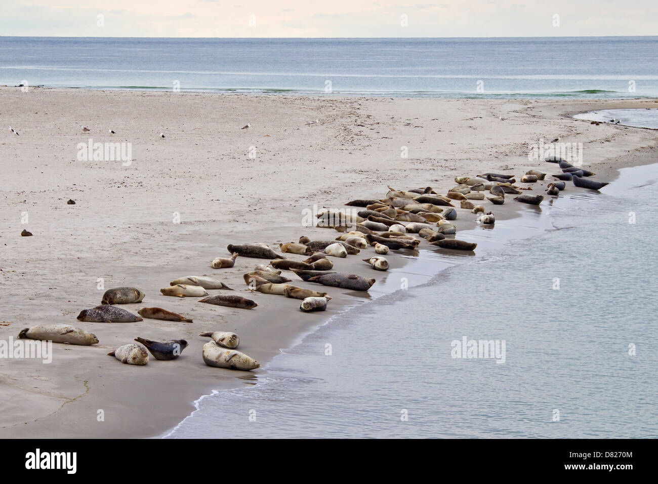 Seehunde / Hafen Dichtung (Phoca Vitulina) Kolonie ausruhen am Strand Stockfoto