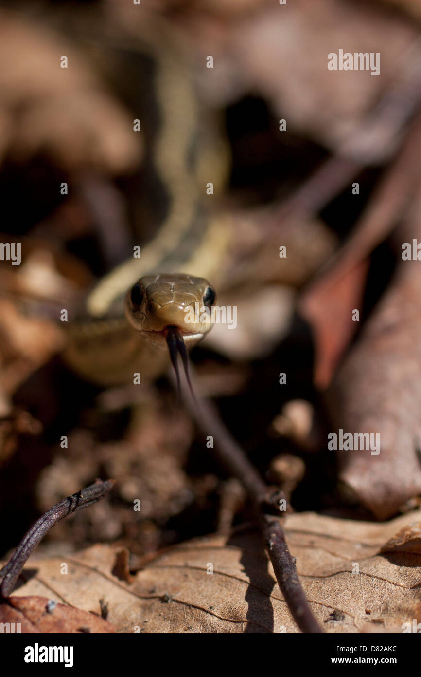 Östlichen Garter Snake - Thamnopihs sirtalis Stockfoto