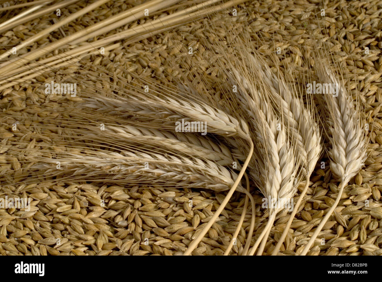 Gerste Stockfoto
