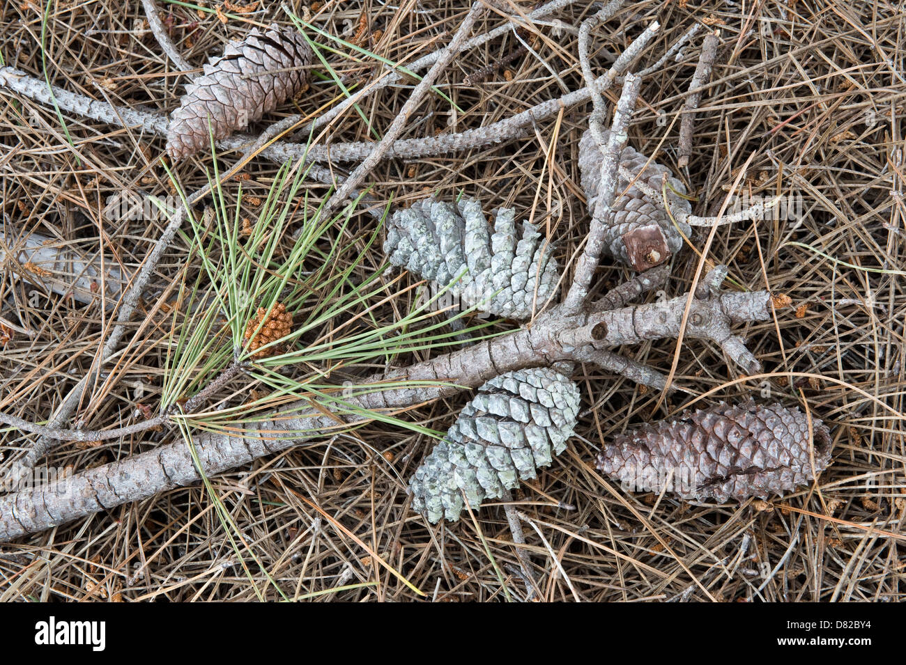 Seekiefer (Pinus Pinaster) Samen Kegel Salceira in der Nähe von Aljezur Algarve Portugal Mittelmeer Europa Stockfoto