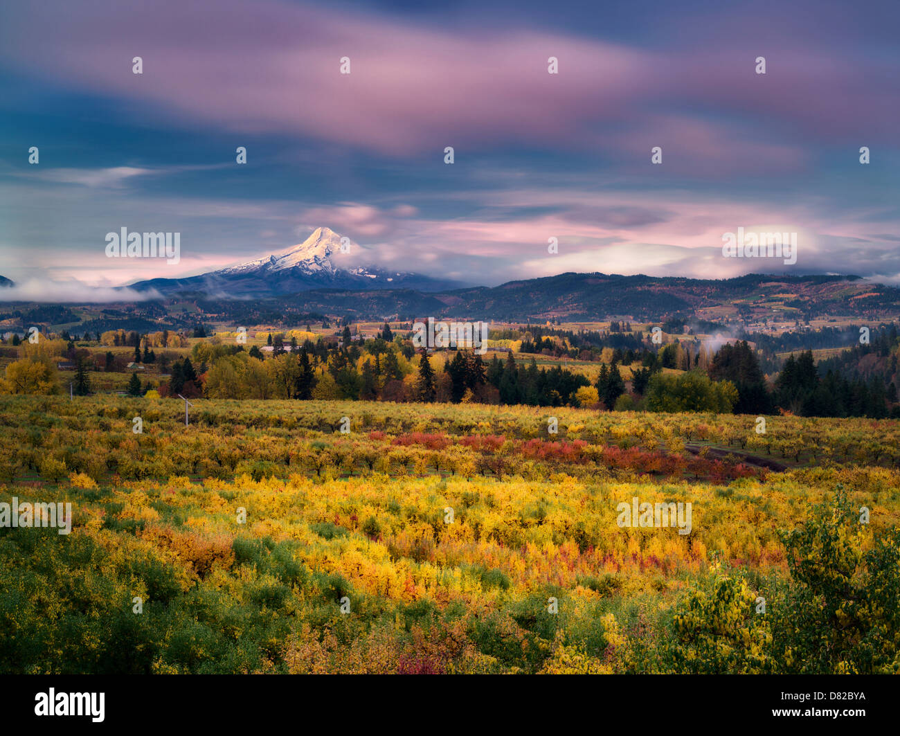 Obstgärten in Herbstfarben mit Mt. Hood. Hood River Valley, Oregon Stockfoto