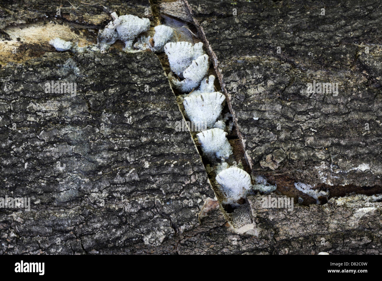 Flechten wachsen in einer Kettensäge schneiden auf einen umgestürzten Baumstamm. Stockfoto