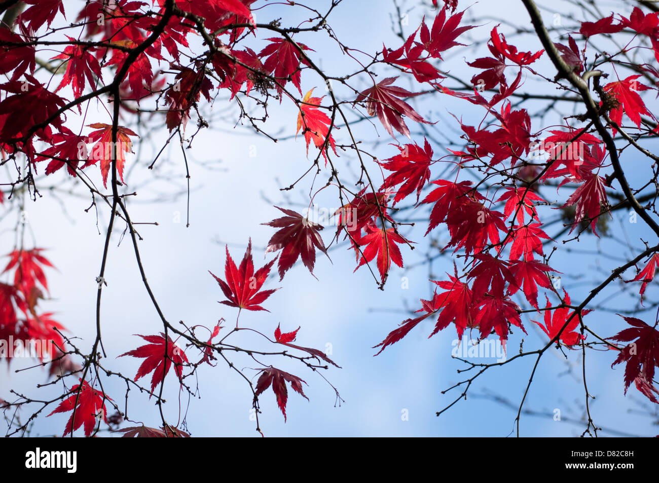 Japanische Ahorn mit roten Blätter und Zweige vor einem blassen blauen Himmel abhebt. Stockfoto
