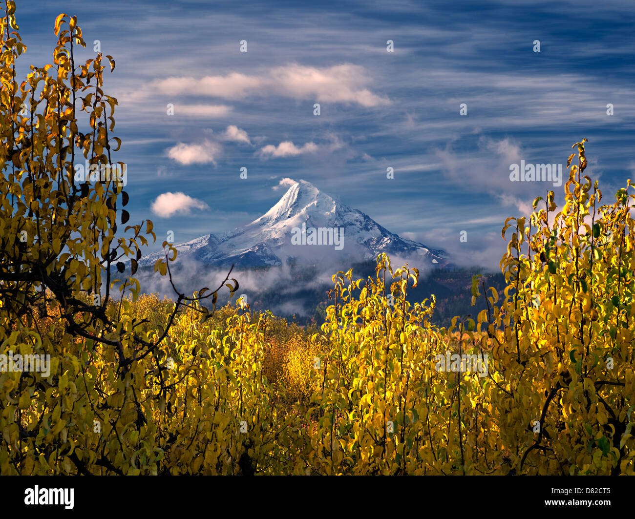Birnengarten in Herbstfarben und Mt. Hood. Hood River Valley, Oregon Stockfoto