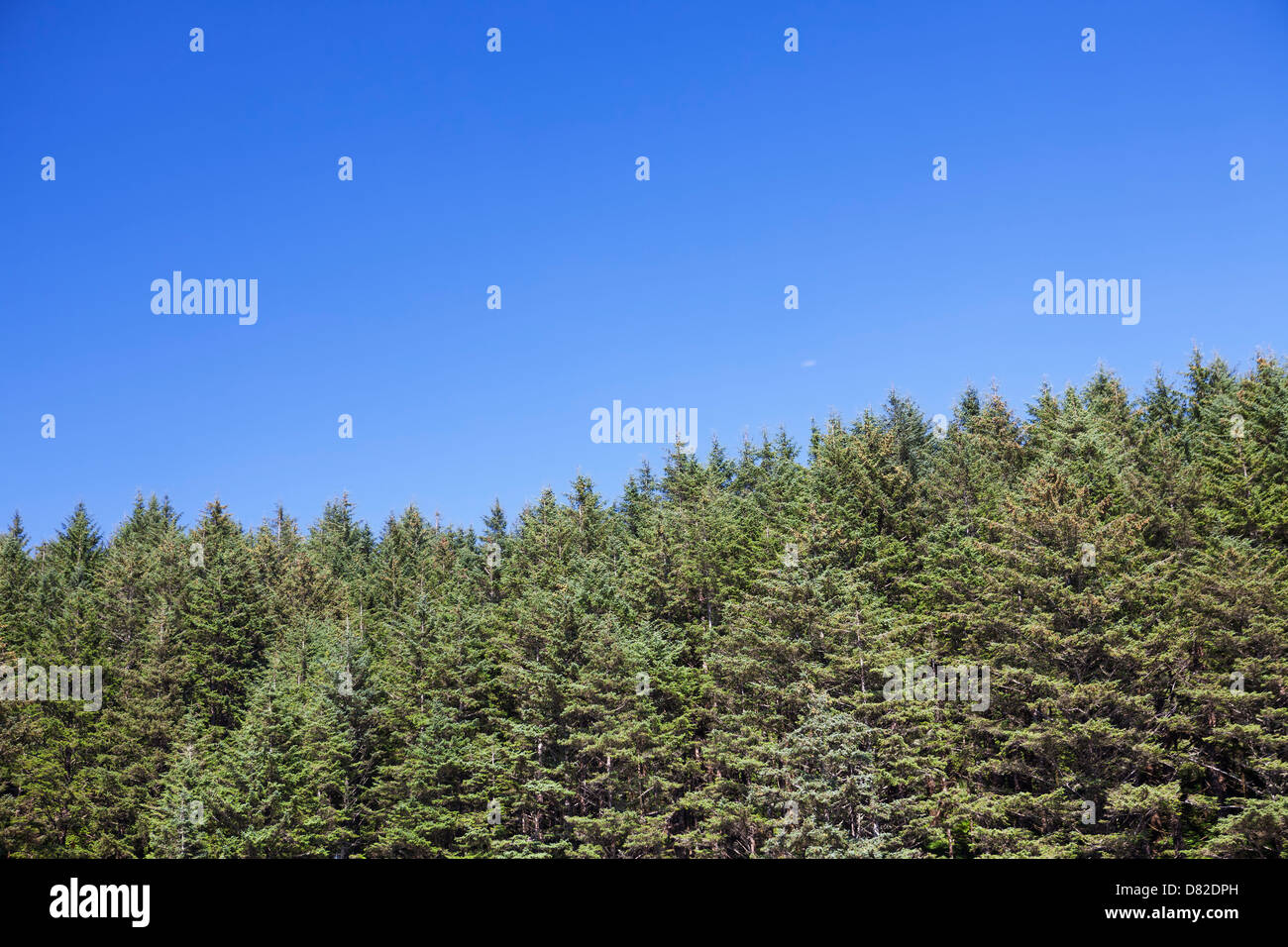 Oregon-Wald gegen strahlend blauen Himmel, Florence, Oregon Stockfoto