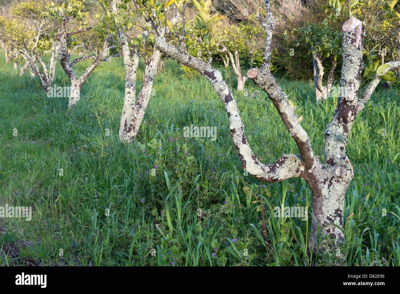 Bio orange Grove (Citrus × Sinensis) Quinta Do Arao Mexilhoeira Grande Algarve Portugal Mittelmeer Europa Stockfoto