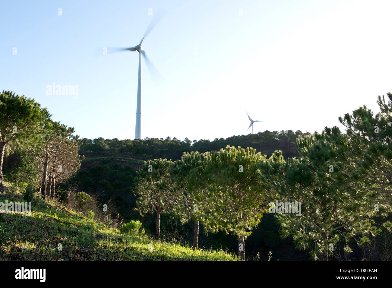 Die Pinie (Pinus Pinea)-Plantage auf alten Terrassen mit Windrad im Hintergrund auf dem Weg zum Cachopo de Alportel Stockfoto