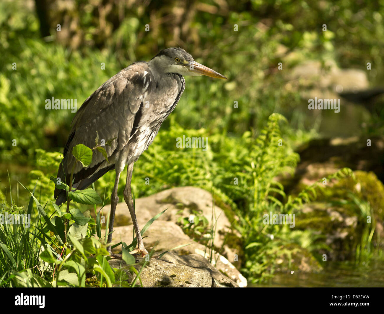 Riesiger Vogel - Reiher stehen in der Nähe von Wasser, Lake District, Großbritannien Stockfoto