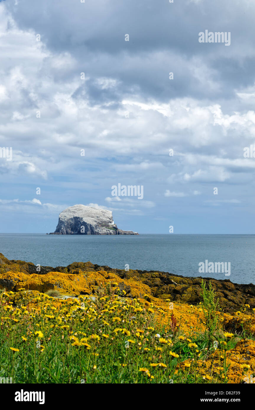 Bass Rock, Heimat einer großen Tölpelkolonie, in der Nähe von North Berwick, East Lothian, Schottland, Vereinigtes Königreich, Europa Stockfoto