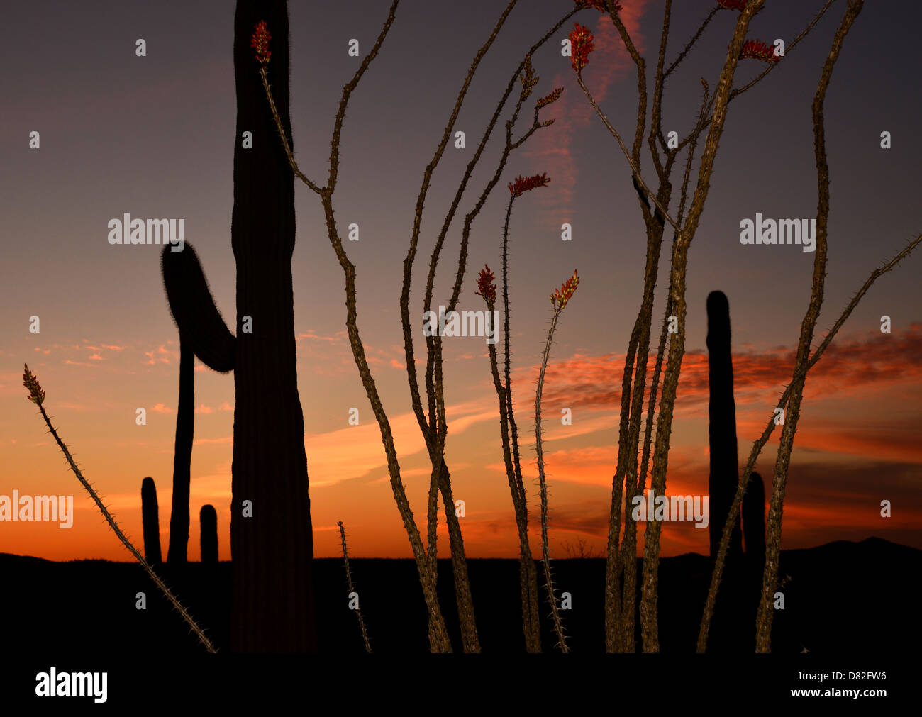 Ironwood Forest Nationalmonument bei Sonnenuntergang in der Sonora-Wüste in der Nähe von Eloy, Arizona, USA Stockfoto